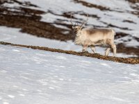 Reindeer are almost everywhere and they are really not shy. photo by @Tom Jůnek